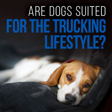 are-dogs-suited-for-the-trucking-lifestyle